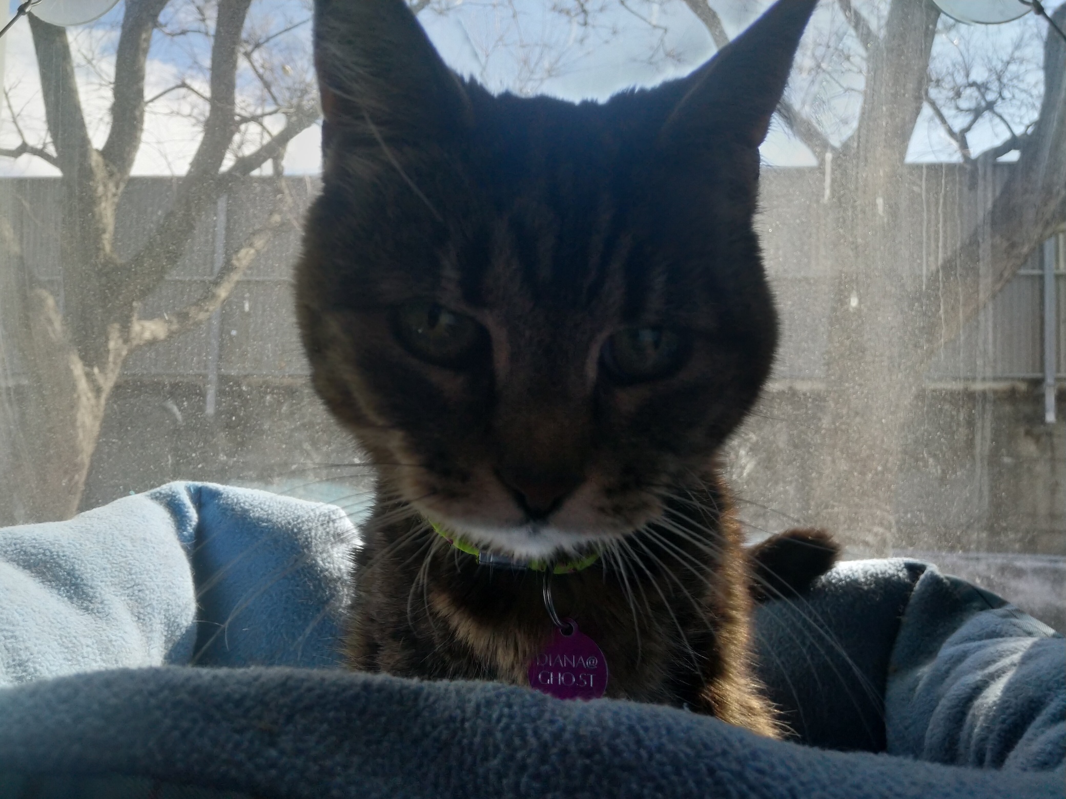 Backlit image of a Cat